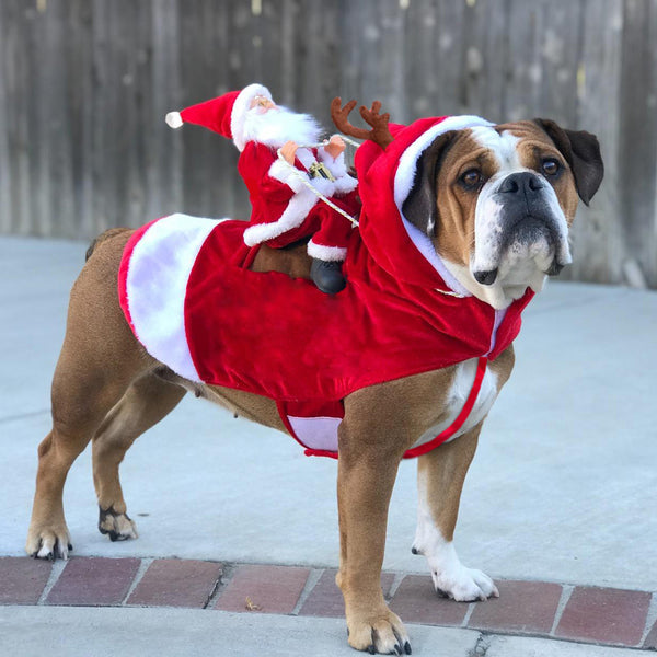 Chien Noël Vêtements Père Noël Chevauchant Cerf Opération réussie